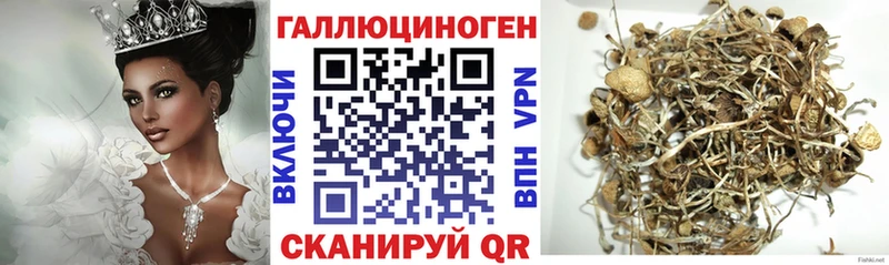 Псилоцибиновые грибы Psilocybine cubensis  Комсомольск-на-Амуре 